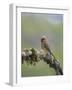 USA, Washington State. Cedar Waxwing calling from perch in western Washington.-Gary Luhm-Framed Photographic Print