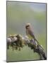 USA, Washington State. Cedar Waxwing calling from perch in western Washington.-Gary Luhm-Mounted Photographic Print