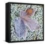 USA, Washington State. Central Cascades, frost covered leaves.-Jamie & Judy Wild-Framed Stretched Canvas