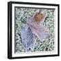 USA, Washington State. Central Cascades, frost covered leaves.-Jamie & Judy Wild-Framed Photographic Print