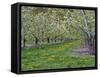 USA, Washington State, Chelan County. Orchard and rows of fruit trees in bloom in spring.-Julie Eggers-Framed Stretched Canvas