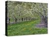 USA, Washington State, Chelan County. Orchard and rows of fruit trees in bloom in spring.-Julie Eggers-Stretched Canvas