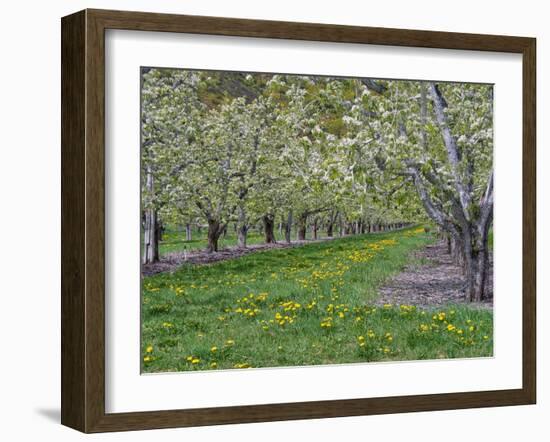 USA, Washington State, Chelan County. Orchard and rows of fruit trees in bloom in spring.-Julie Eggers-Framed Photographic Print