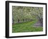 USA, Washington State, Chelan County. Orchard and rows of fruit trees in bloom in spring.-Julie Eggers-Framed Photographic Print