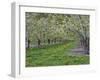 USA, Washington State, Chelan County. Orchard and rows of fruit trees in bloom in spring.-Julie Eggers-Framed Photographic Print