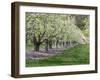 USA, Washington State, Chelan County. Orchard and rows of fruit trees in bloom in spring.-Julie Eggers-Framed Photographic Print