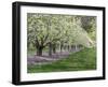 USA, Washington State, Chelan County. Orchard and rows of fruit trees in bloom in spring.-Julie Eggers-Framed Photographic Print