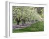 USA, Washington State, Chelan County. Orchard and rows of fruit trees in bloom in spring.-Julie Eggers-Framed Photographic Print