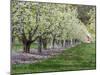 USA, Washington State, Chelan County. Orchard and rows of fruit trees in bloom in spring.-Julie Eggers-Mounted Photographic Print