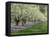 USA, Washington State, Chelan County. Orchard and rows of fruit trees in bloom in spring.-Julie Eggers-Framed Stretched Canvas