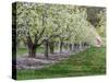 USA, Washington State, Chelan County. Orchard and rows of fruit trees in bloom in spring.-Julie Eggers-Stretched Canvas