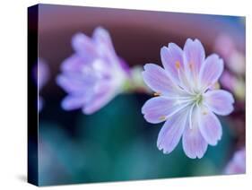 USA, Washington State, Cle Elum. Close-up of a lewisia cotyledon flower.-Julie Eggers-Stretched Canvas