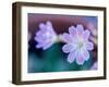 USA, Washington State, Cle Elum. Close-up of a lewisia cotyledon flower.-Julie Eggers-Framed Photographic Print