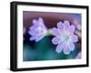 USA, Washington State, Cle Elum. Close-up of a lewisia cotyledon flower.-Julie Eggers-Framed Photographic Print