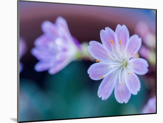 USA, Washington State, Cle Elum. Close-up of a lewisia cotyledon flower.-Julie Eggers-Mounted Photographic Print