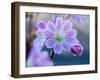 USA, Washington State, Cle Elum. Close-up of a lewisia cotyledon flower.-Julie Eggers-Framed Photographic Print