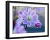 USA, Washington State, Cle Elum. Close-up of a lewisia cotyledon flower.-Julie Eggers-Framed Photographic Print