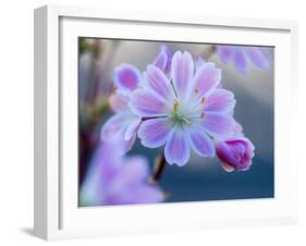 USA, Washington State, Cle Elum. Close-up of a lewisia cotyledon flower.-Julie Eggers-Framed Photographic Print