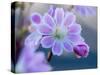 USA, Washington State, Cle Elum. Close-up of a lewisia cotyledon flower.-Julie Eggers-Stretched Canvas