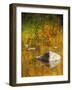 USA, Washington State, Cle Elum, Kittitas County. Fall colors reflecting in a pond.-Julie Eggers-Framed Photographic Print