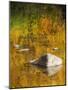 USA, Washington State, Cle Elum, Kittitas County. Fall colors reflecting in a pond.-Julie Eggers-Mounted Photographic Print