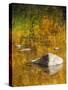 USA, Washington State, Cle Elum, Kittitas County. Fall colors reflecting in a pond.-Julie Eggers-Stretched Canvas