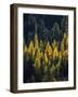 USA, Washington State, Cle Elum, Kittitas County. Western larch near Blewett Pass.-Julie Eggers-Framed Photographic Print