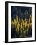 USA, Washington State, Cle Elum, Kittitas County. Western larch near Blewett Pass.-Julie Eggers-Framed Photographic Print