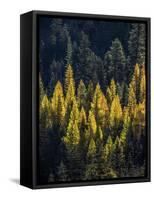 USA, Washington State, Cle Elum, Kittitas County. Western larch near Blewett Pass.-Julie Eggers-Framed Stretched Canvas