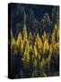 USA, Washington State, Cle Elum, Kittitas County. Western larch near Blewett Pass.-Julie Eggers-Stretched Canvas