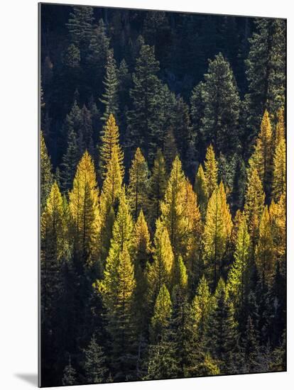 USA, Washington State, Cle Elum, Kittitas County. Western larch near Blewett Pass.-Julie Eggers-Mounted Photographic Print