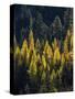 USA, Washington State, Cle Elum, Kittitas County. Western larch near Blewett Pass.-Julie Eggers-Stretched Canvas