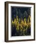 USA, Washington State, Cle Elum, Kittitas County. Western larch near Blewett Pass.-Julie Eggers-Framed Photographic Print