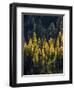 USA, Washington State, Cle Elum, Kittitas County. Western larch near Blewett Pass.-Julie Eggers-Framed Photographic Print