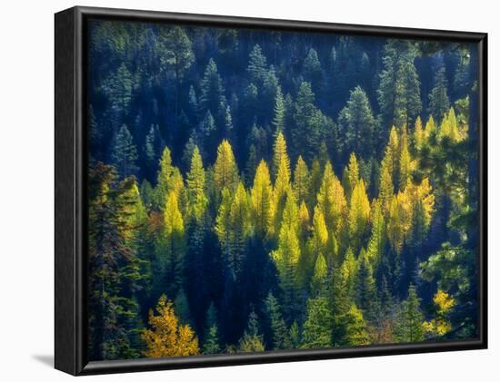 USA, Washington State, Cle Elum, Kittitas County. Western larch near Blewett Pass.-Julie Eggers-Framed Photographic Print