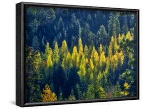 USA, Washington State, Cle Elum, Kittitas County. Western larch near Blewett Pass.-Julie Eggers-Framed Photographic Print