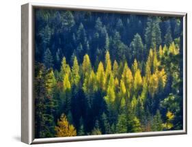 USA, Washington State, Cle Elum, Kittitas County. Western larch near Blewett Pass.-Julie Eggers-Framed Photographic Print