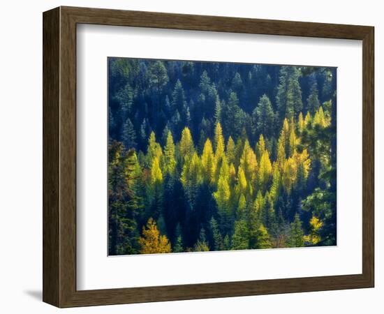 USA, Washington State, Cle Elum, Kittitas County. Western larch near Blewett Pass.-Julie Eggers-Framed Photographic Print