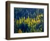 USA, Washington State, Cle Elum, Kittitas County. Western larch near Blewett Pass.-Julie Eggers-Framed Photographic Print