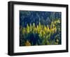 USA, Washington State, Cle Elum, Kittitas County. Western larch near Blewett Pass.-Julie Eggers-Framed Photographic Print