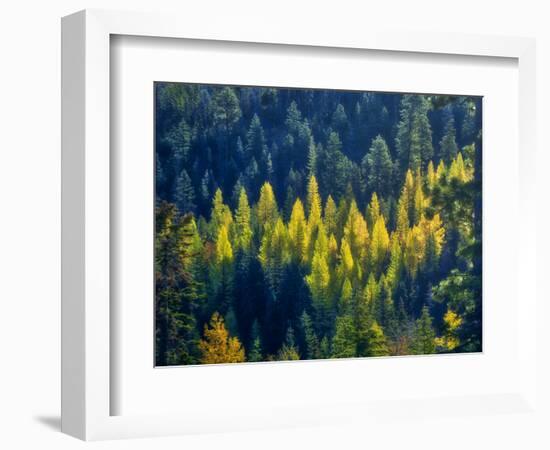 USA, Washington State, Cle Elum, Kittitas County. Western larch near Blewett Pass.-Julie Eggers-Framed Photographic Print