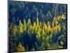 USA, Washington State, Cle Elum, Kittitas County. Western larch near Blewett Pass.-Julie Eggers-Mounted Photographic Print