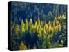 USA, Washington State, Cle Elum, Kittitas County. Western larch near Blewett Pass.-Julie Eggers-Stretched Canvas