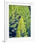 USA, Washington State, Cle Elum, Kittitas County. Western larch near Blewett Pass.-Julie Eggers-Framed Photographic Print