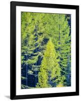 USA, Washington State, Cle Elum, Kittitas County. Western larch near Blewett Pass.-Julie Eggers-Framed Photographic Print