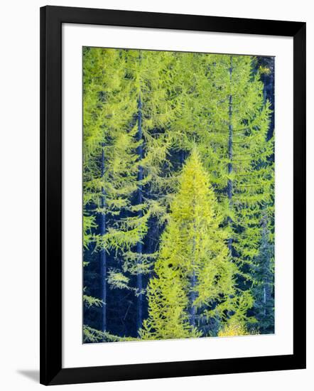 USA, Washington State, Cle Elum, Kittitas County. Western larch near Blewett Pass.-Julie Eggers-Framed Photographic Print