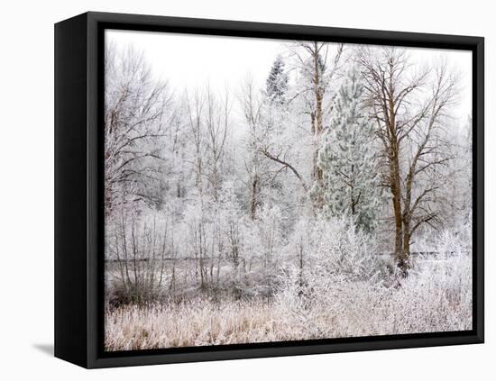 USA, Washington State, Cle Elum, Kittitas County. Winter along the Yakima River.-Julie Eggers-Framed Stretched Canvas