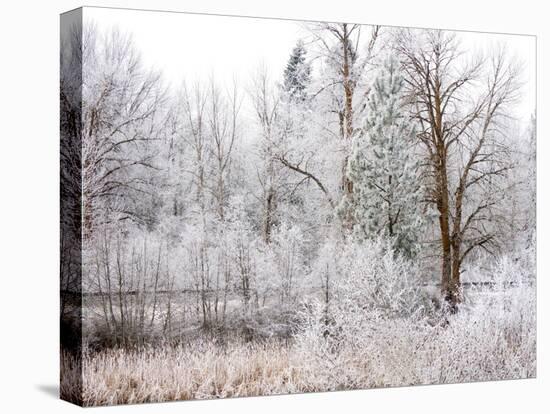 USA, Washington State, Cle Elum, Kittitas County. Winter along the Yakima River.-Julie Eggers-Stretched Canvas