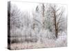 USA, Washington State, Cle Elum, Kittitas County. Winter along the Yakima River.-Julie Eggers-Stretched Canvas