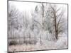 USA, Washington State, Cle Elum, Kittitas County. Winter along the Yakima River.-Julie Eggers-Mounted Photographic Print